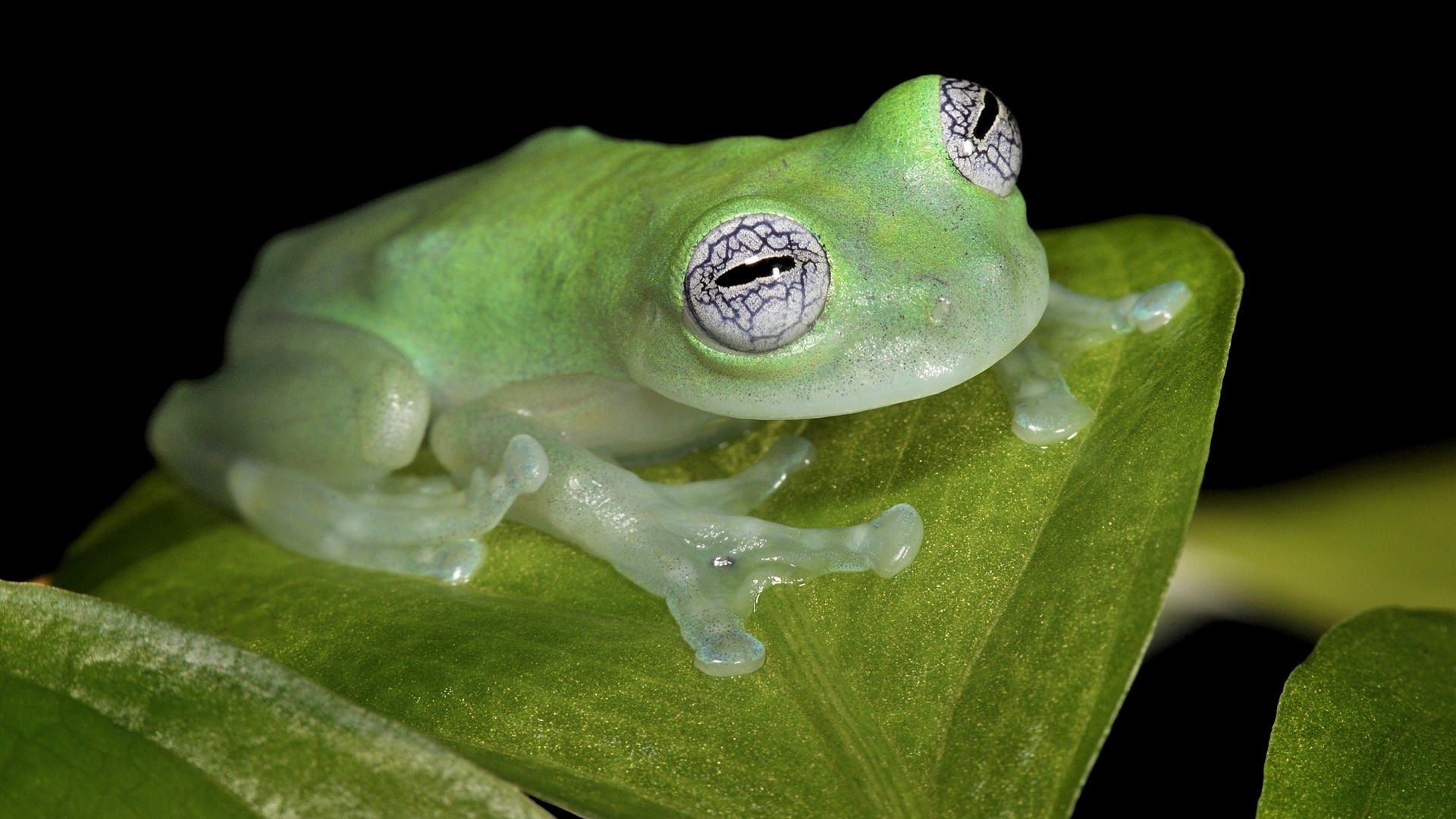 leaf, White, Animals, Frogs, Central, America, Spotted, Amphibians Wallpaper