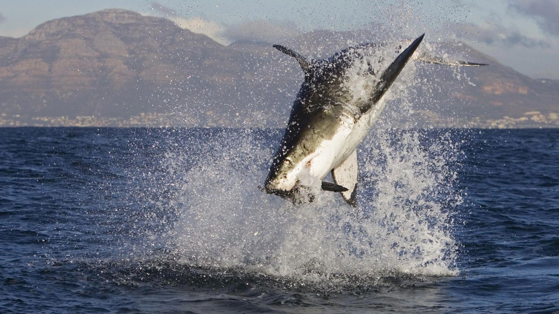 great, White, Shark Wallpaper