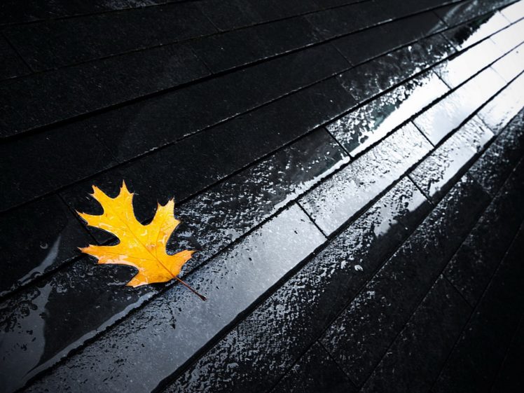 nature, Autumn,  season , Leaves, Seasons, Roads, Fallen, Leaves HD Wallpaper Desktop Background