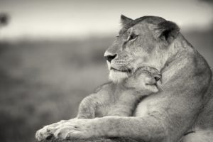 lion, And, Cub
