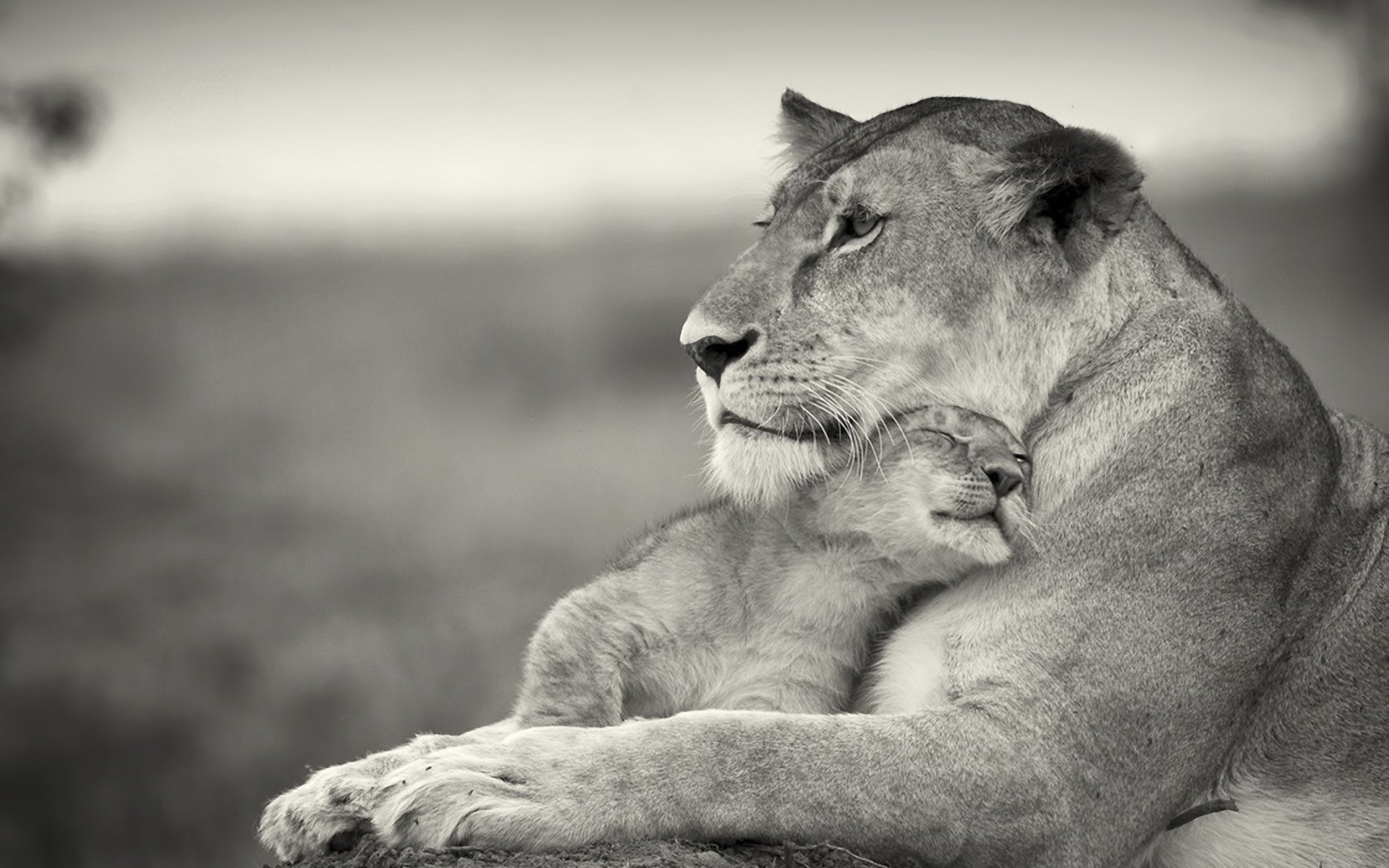 lion, And, Cub Wallpaper