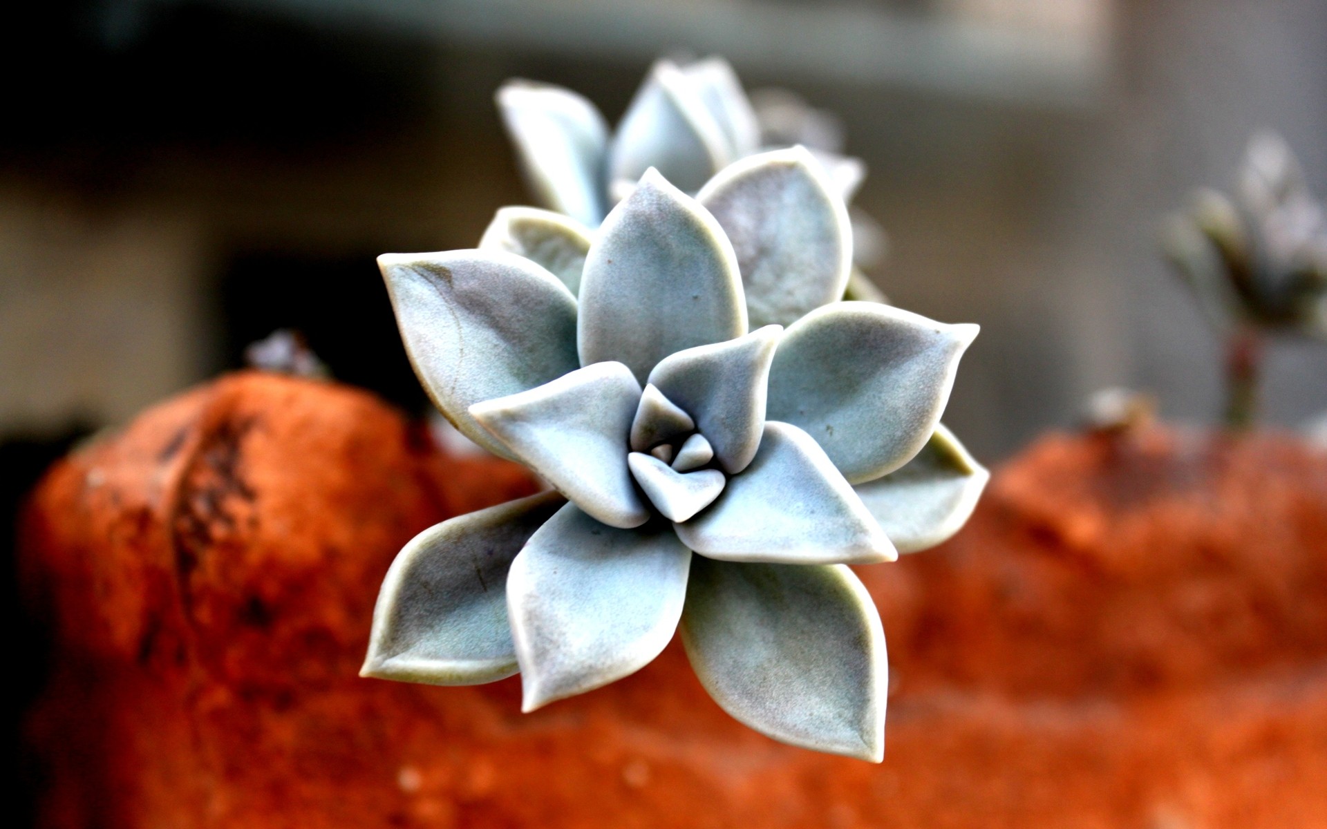 nature, Plants, Depth, Of, Field, Potted, Plant Wallpaper