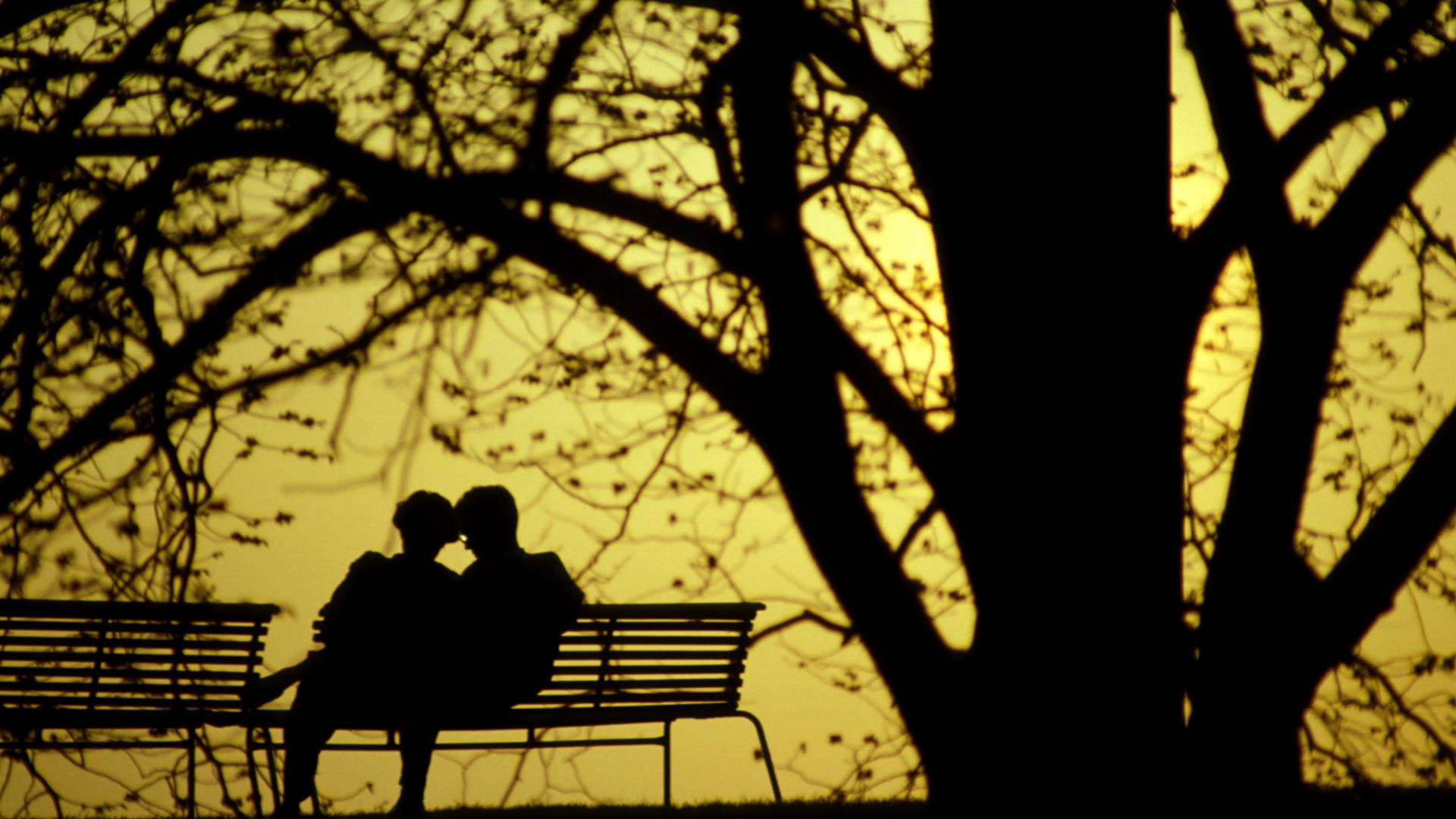 photography, Couple, Love, Tree, Silhouette, Romance, Bench, Park Wallpaper