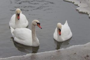 animals, Bird, Swan
