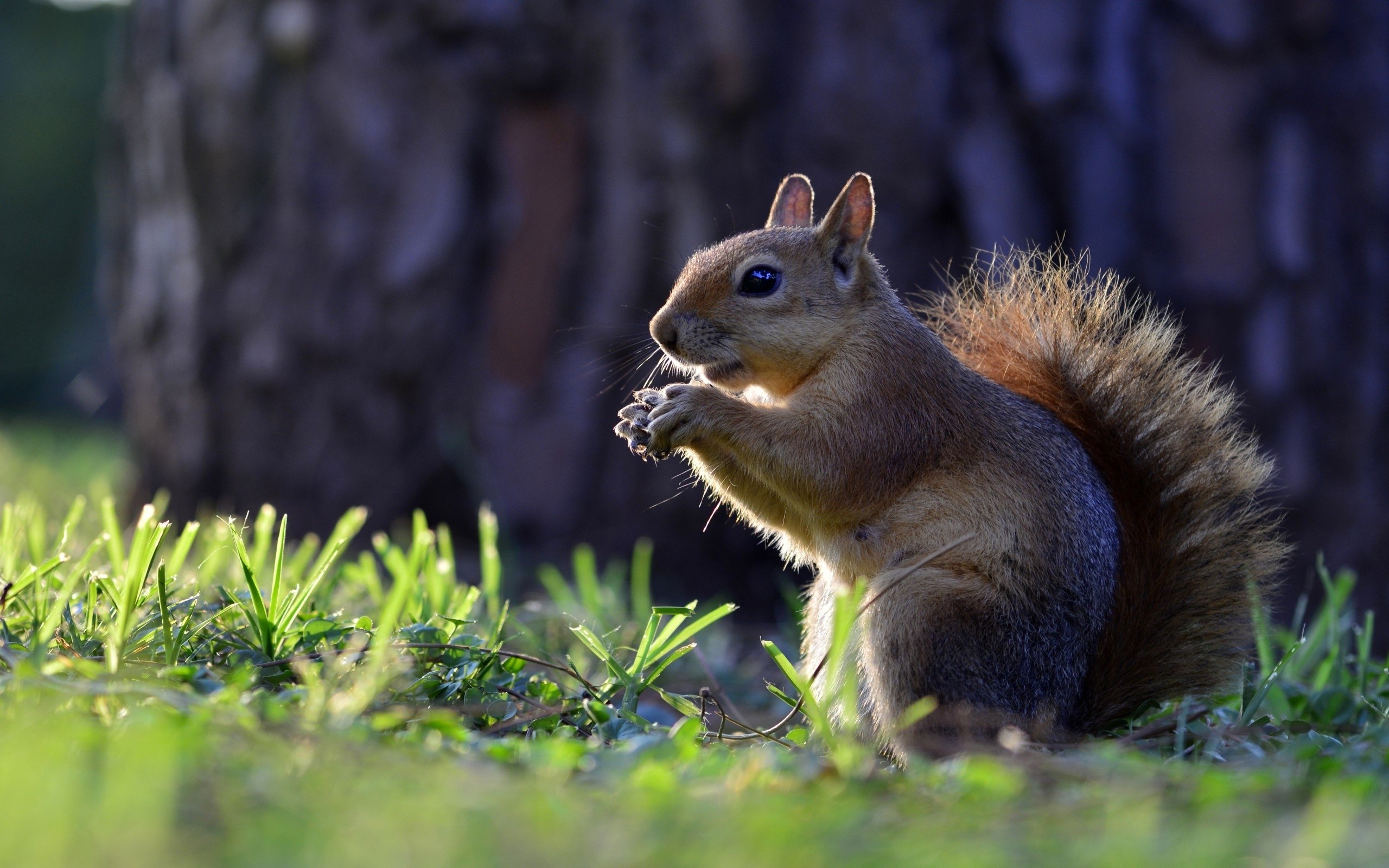 animals, Squirrel Wallpaper