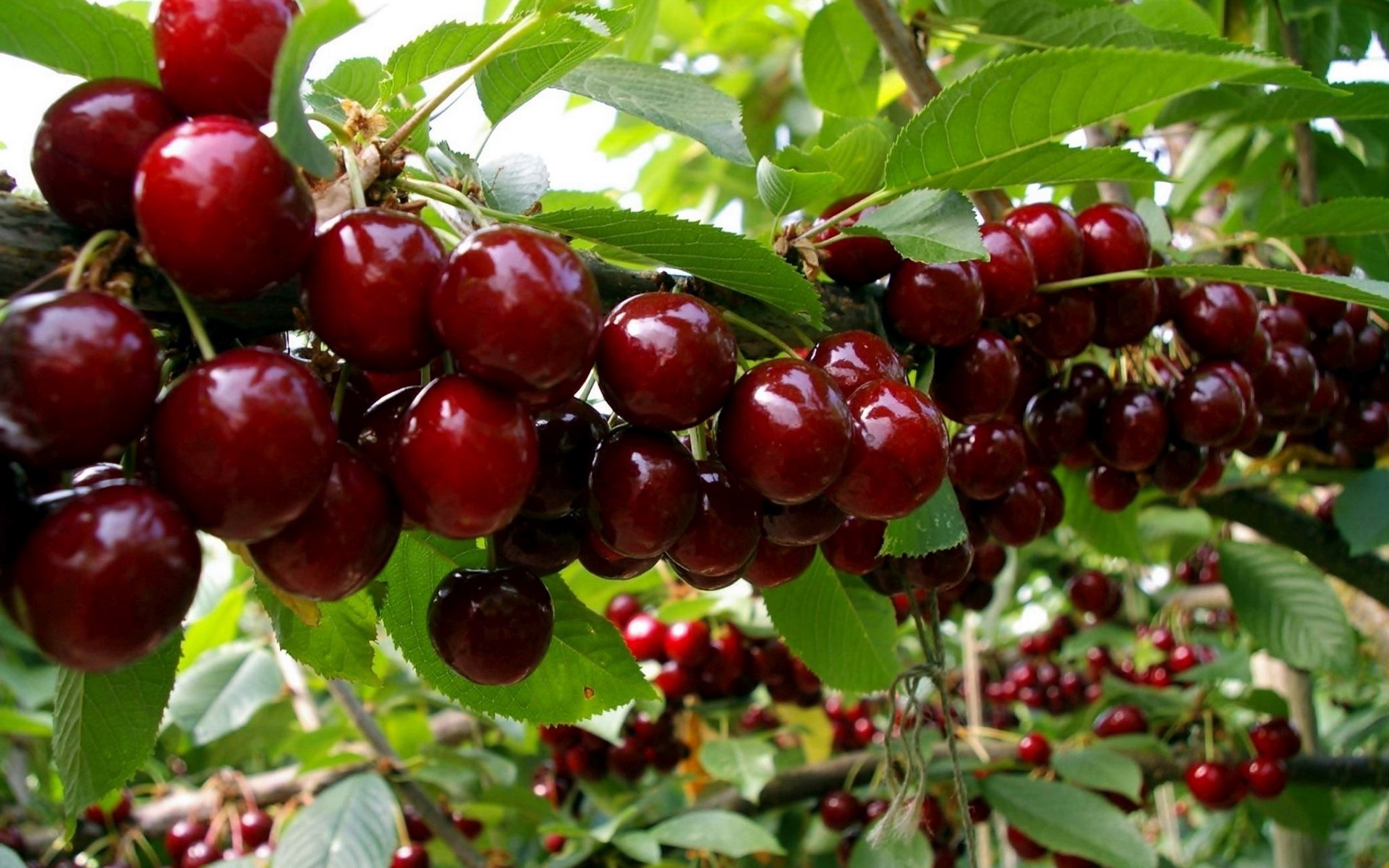 cherries fruits Wallpaper