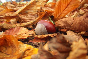 yellow, Nature, Chestnut, Leaves, Autumn