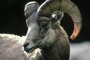 sheep, Colorado, Rocky