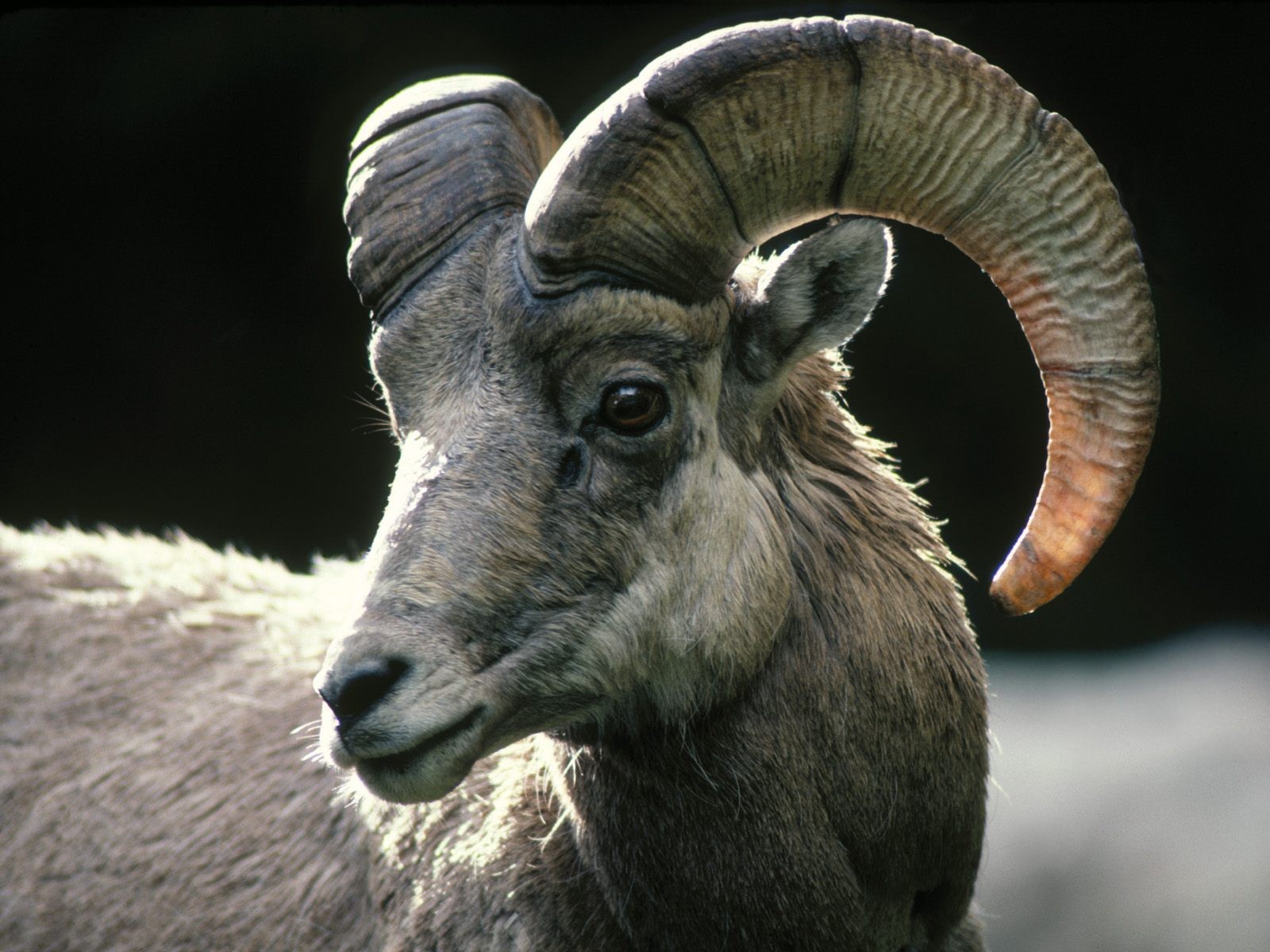 sheep, Colorado, Rocky Wallpaper