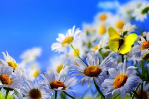 flowers, Daisies, Butterfly