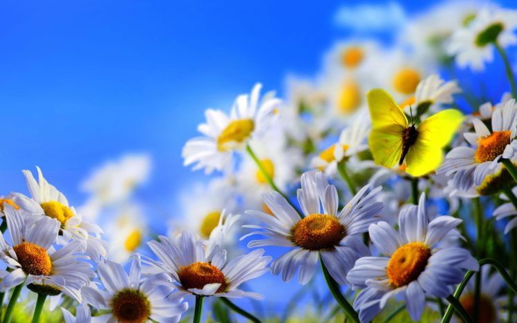 flowers, Daisies, Butterfly HD Wallpaper Desktop Background