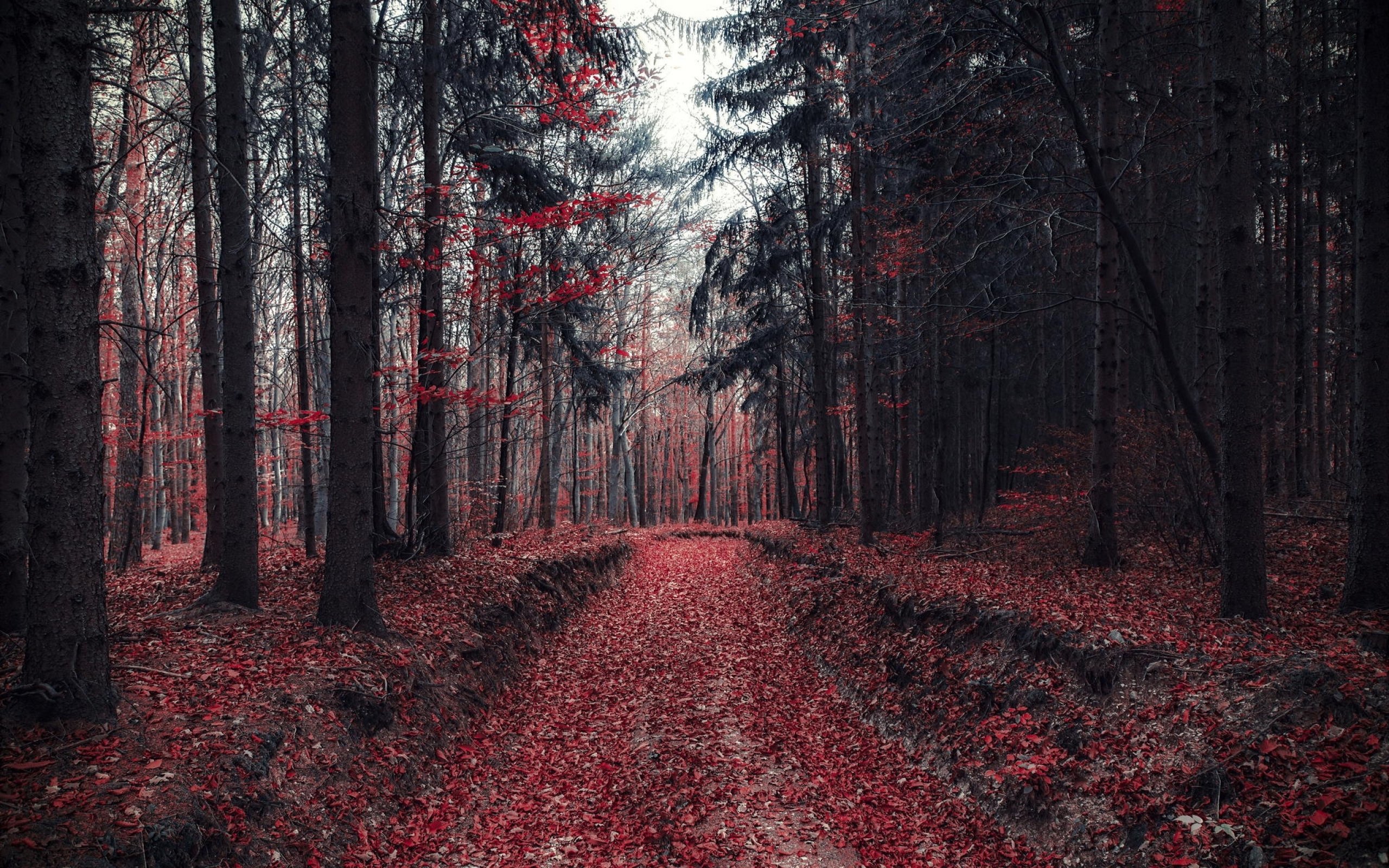 forest, Tree, Landscape, Nature, Autumn, Road Wallpaper