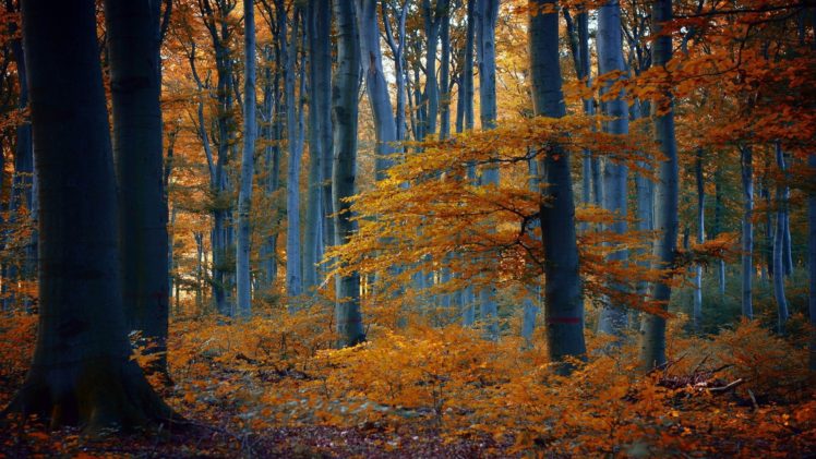 forest, Tree, Landscape, Nature, Autumn, Road, Path, Trail HD Wallpaper Desktop Background