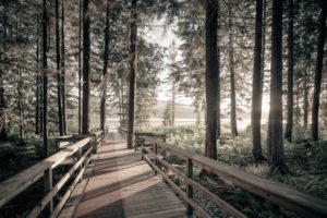 forest, Tree, Landscape, Nature, Bridge, Path, Trail