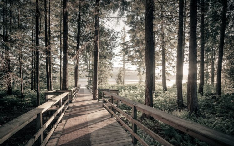 forest, Tree, Landscape, Nature, Bridge, Path, Trail HD Wallpaper Desktop Background