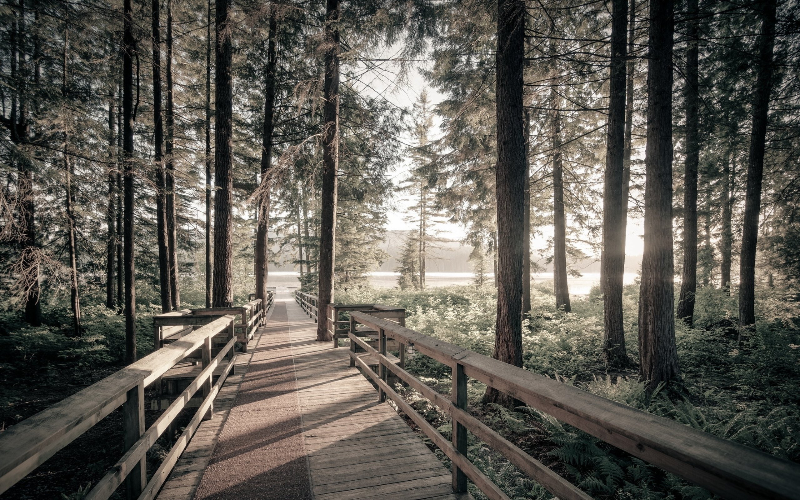 forest, Tree, Landscape, Nature, Bridge, Path, Trail Wallpaper