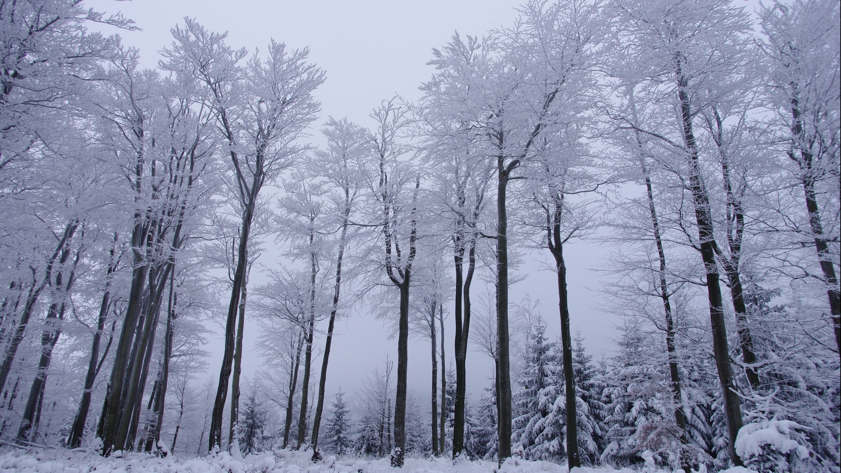 forest, Tree, Landscape, Nature, Autumn, Winter Wallpaper