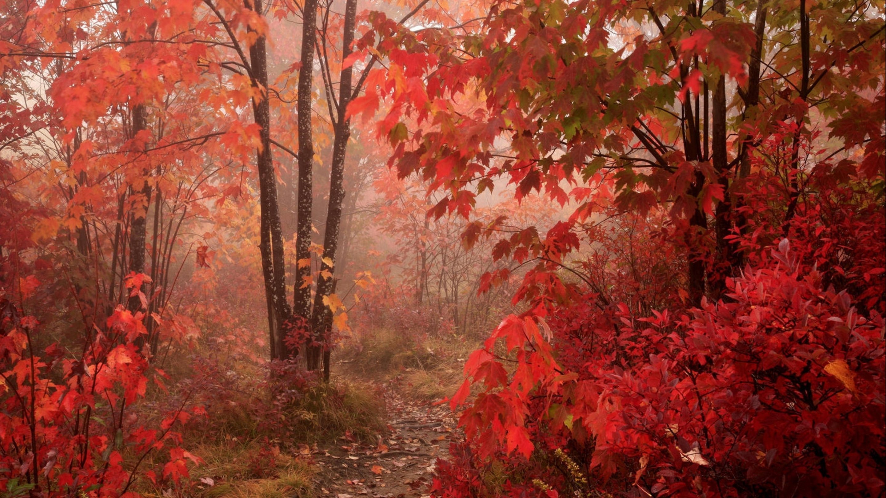 forest, Tree, Landscape, Nature, Autumn Wallpaper