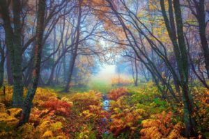 forest, Tree, Landscape, Nature, Autumn, Fern