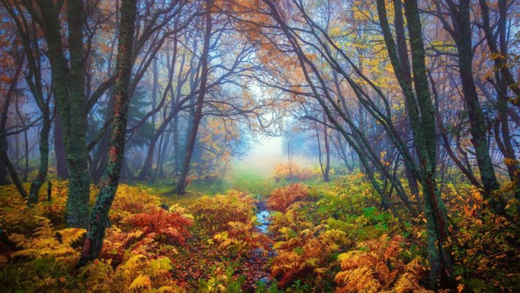 forest, Tree, Landscape, Nature, Autumn, Fern HD Wallpaper Desktop Background
