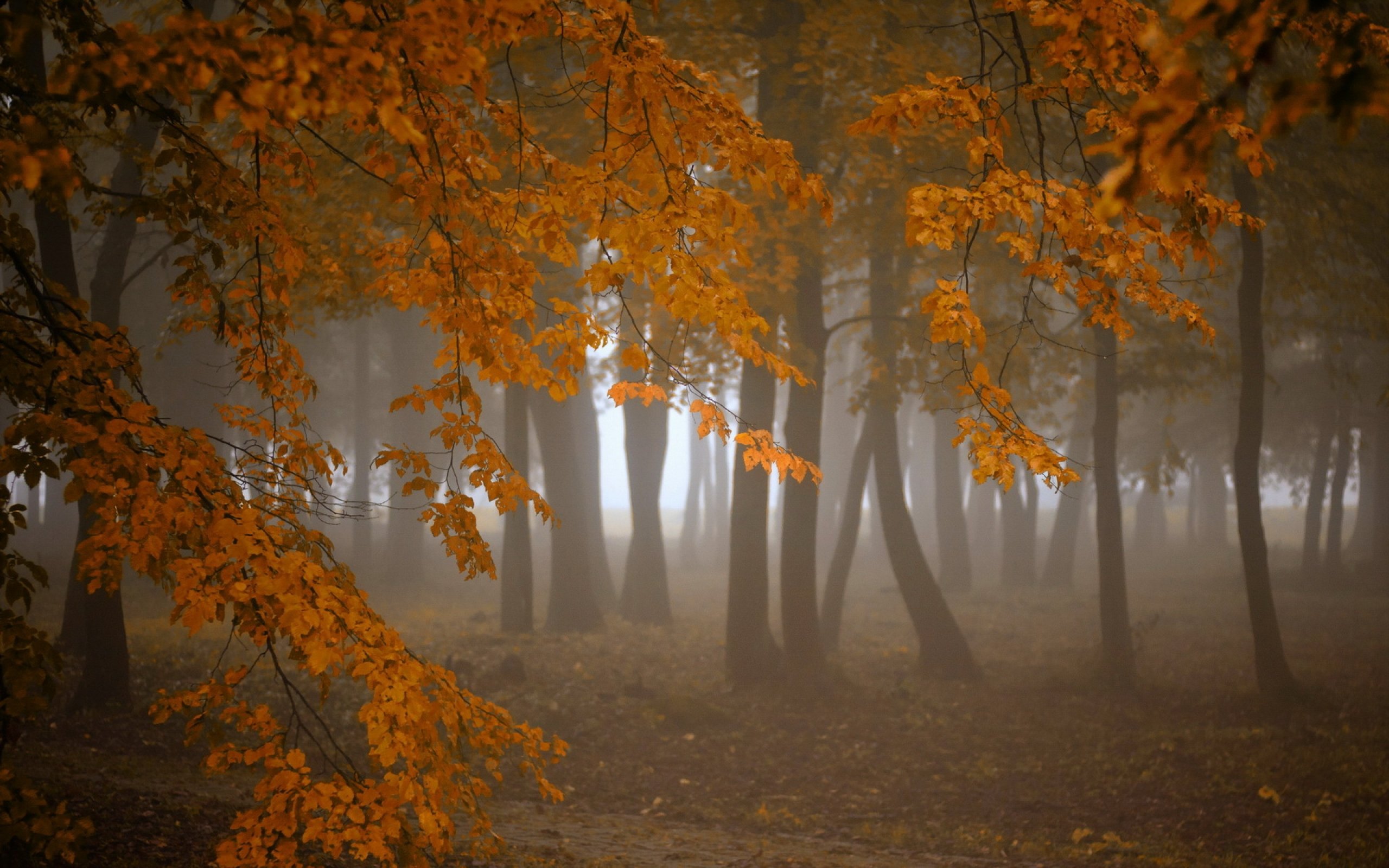 Осенние холодные туманы. Пасмурная осень. Осенний лес в тумане. Осень дождь. Серая осень.
