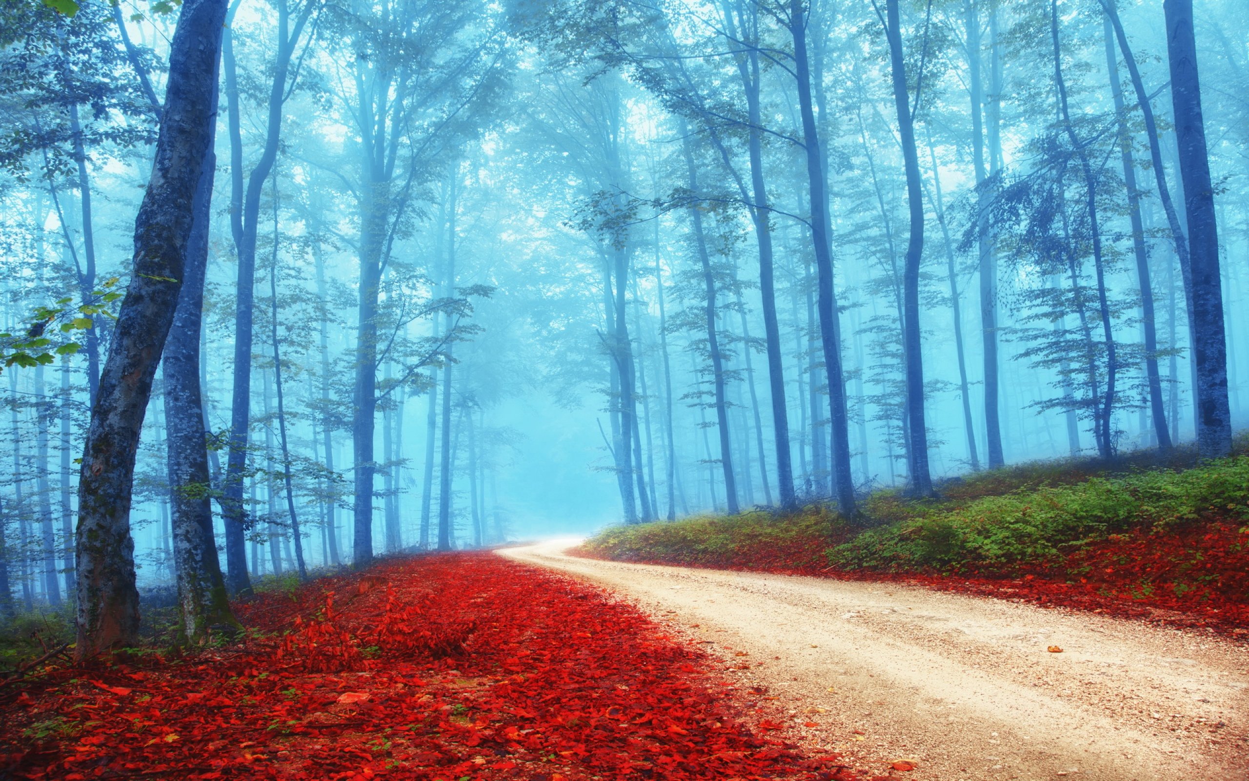 forest, Tree, Landscape, Nature, Autumn, Path, Trail, Road Wallpaper