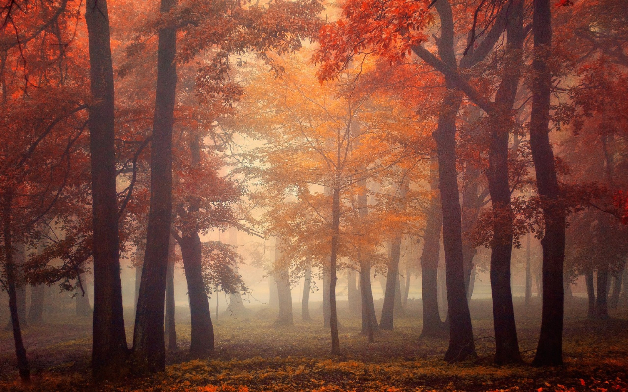 forest, Tree, Landscape, Nature, Autumn Wallpaper