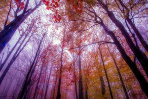 forest, Tree, Landscape, Nature, Autumn