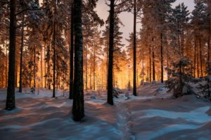 forest, Tree, Landscape, Nature, Winter