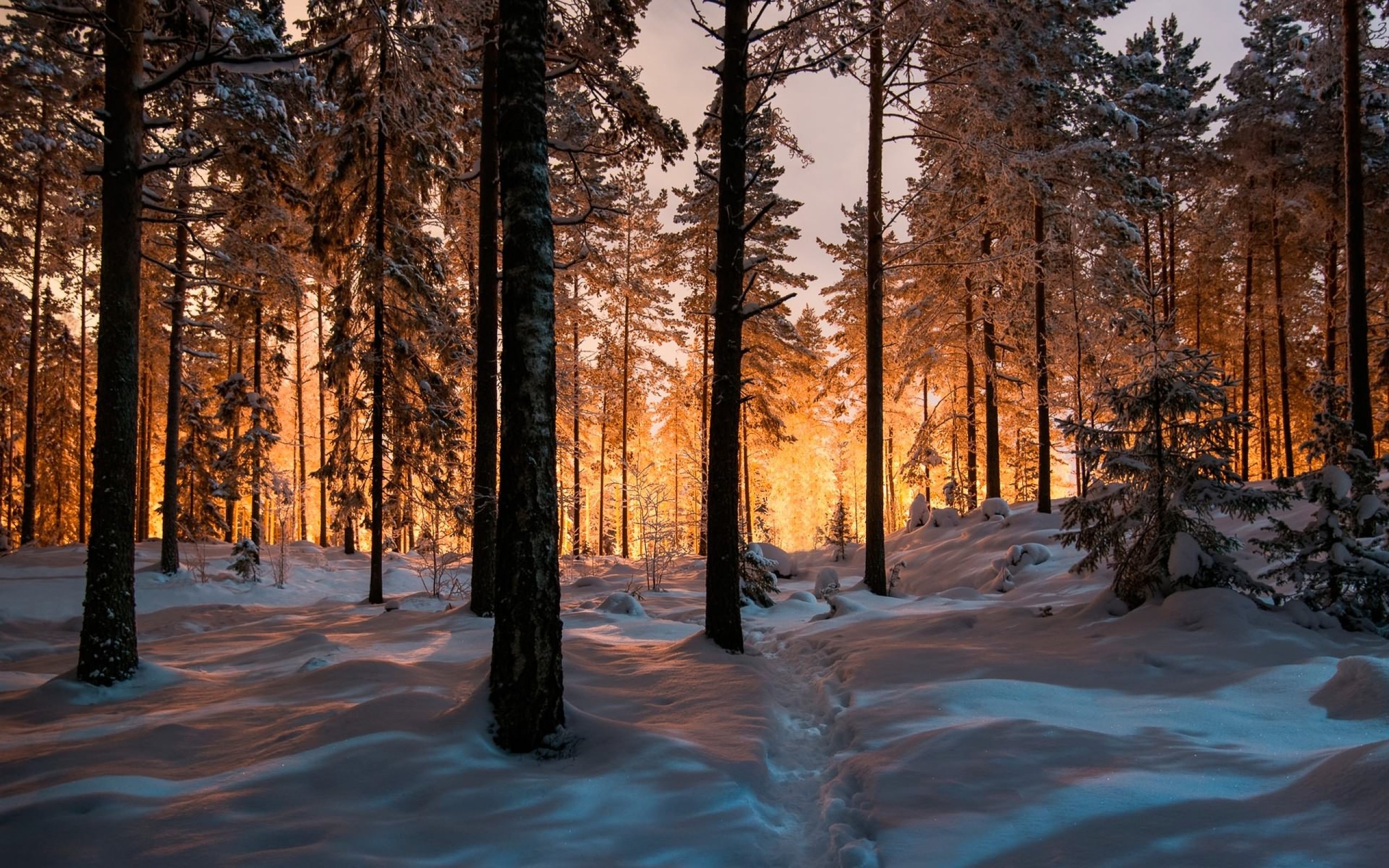 Пейзаж зимний лес. Зимний лес. Зимой в лесу. Заснеженный лес. Снежный лес.