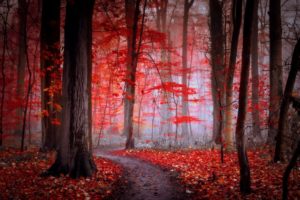forest, Tree, Landscape, Nature, Autumn, Fog, Path