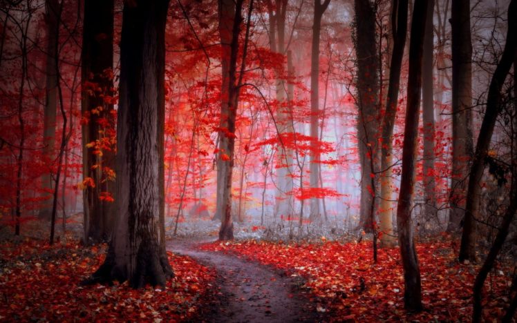 forest, Tree, Landscape, Nature, Autumn, Fog, Path HD Wallpaper Desktop Background