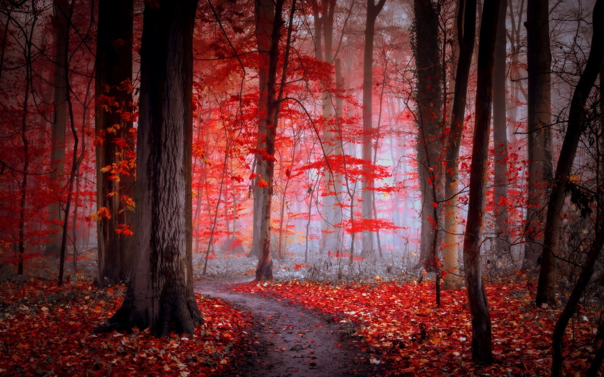 forest, Tree, Landscape, Nature, Autumn, Fog, Path Wallpaper