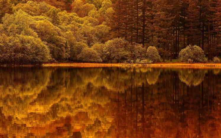 forest, Tree, Landscape, Nature, Autumn, Lake, Reflection HD Wallpaper Desktop Background