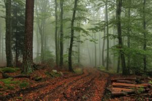 forest, Tree, Landscape, Nature, Autumn, Path, Fog