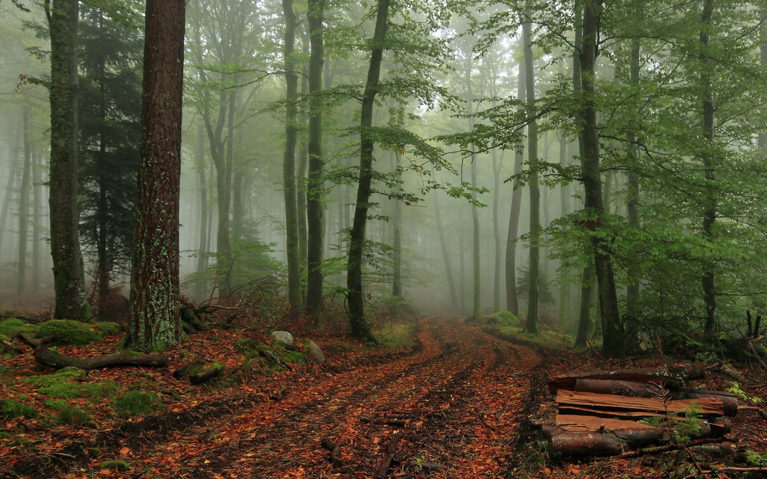 forest, Tree, Landscape, Nature, Autumn, Path, Fog Wallpaper