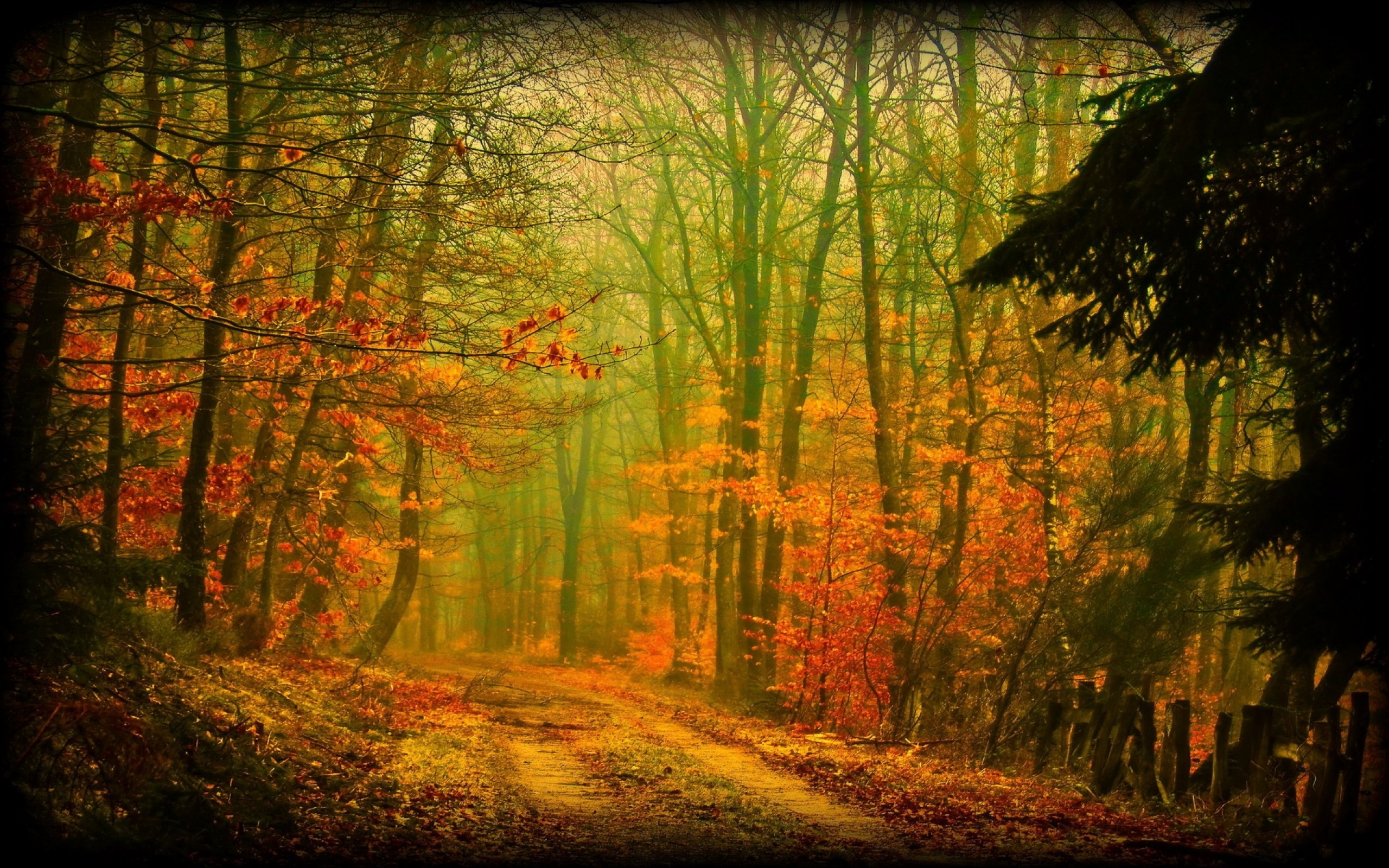 forest, Tree, Landscape, Nature, Autumn, Path Wallpaper