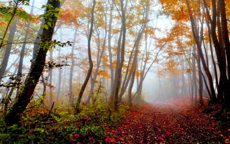 forest, Tree, Landscape, Nature, Autumn, Path HD Wallpaper Desktop Background