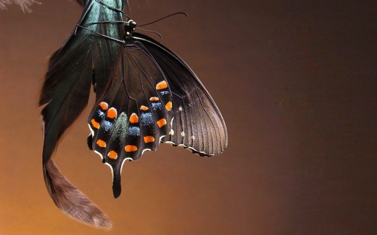 macro, Butterfly, Beauty, Beautiful HD Wallpaper Desktop Background