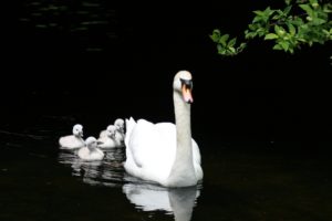 swan mother animal, Lake