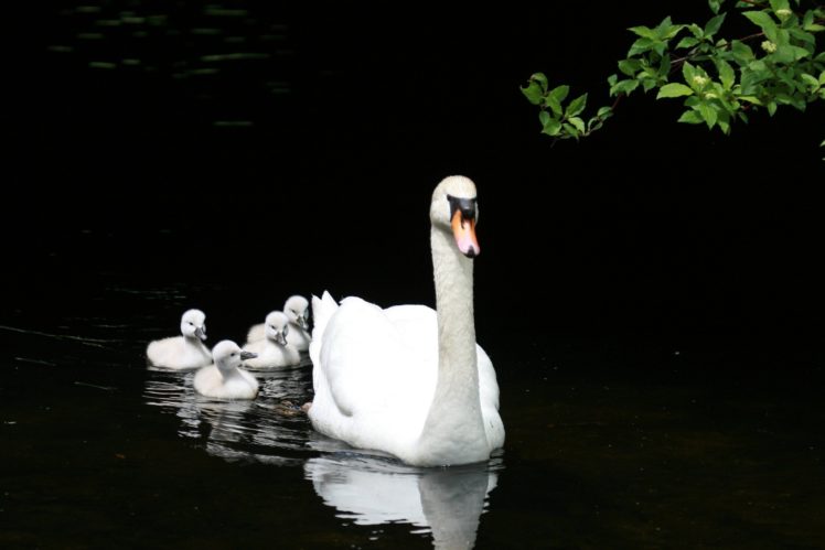 swan mother animal, Lake HD Wallpaper Desktop Background