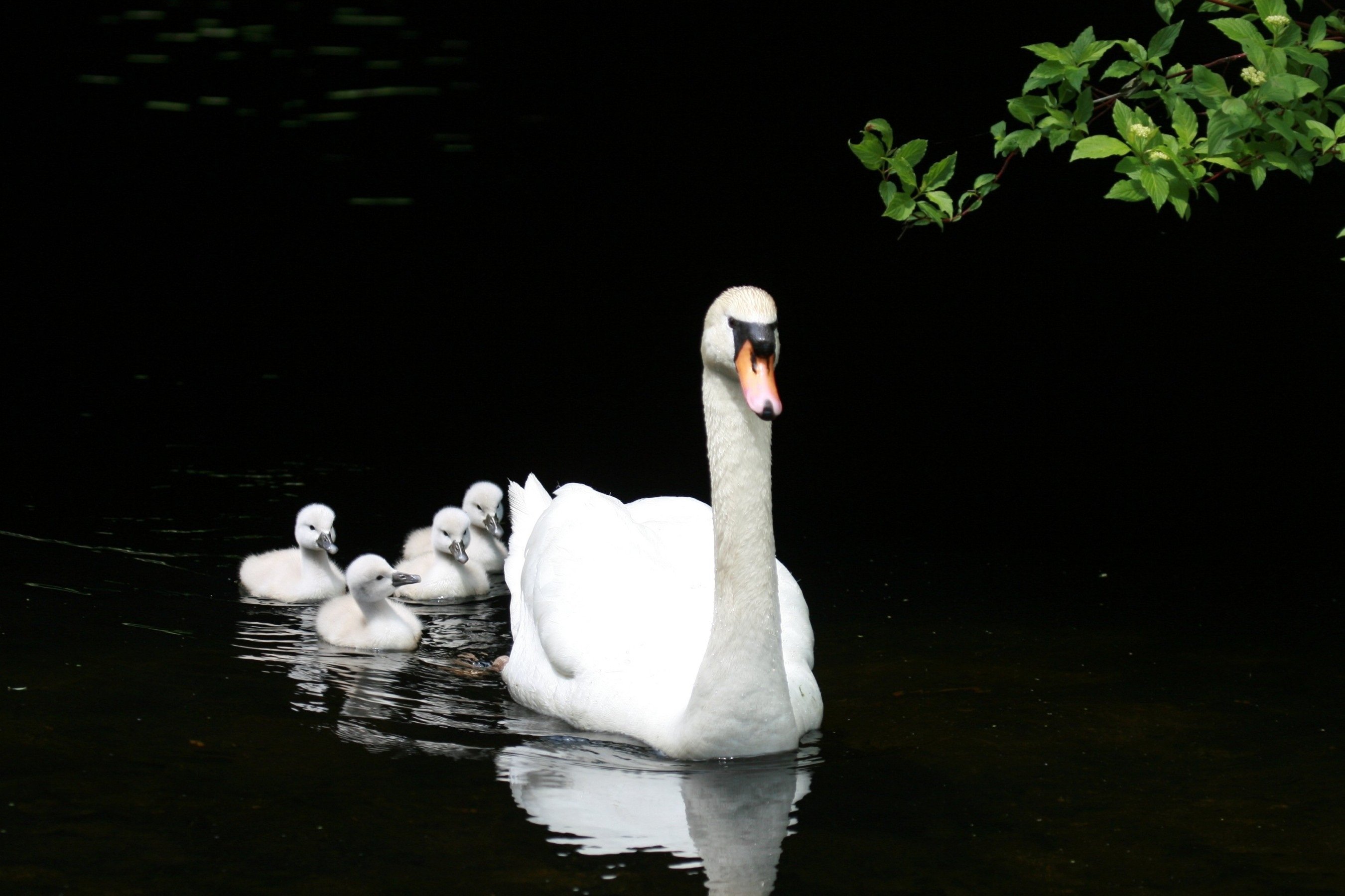 swan mother animal, Lake Wallpaper