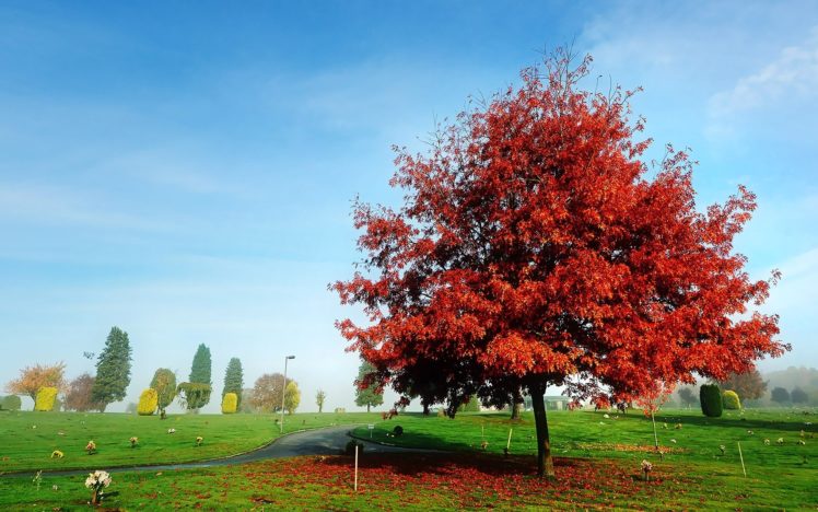 nature, Sky, Tree, Field, Autumn, Fall HD Wallpaper Desktop Background