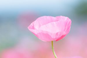 poppy, Pink, Flower, Field, Close up, Blurred