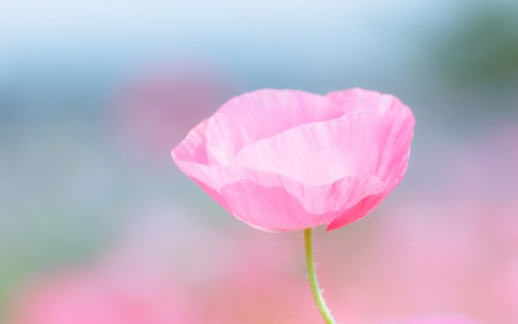 poppy, Pink, Flower, Field, Close up, Blurred HD Wallpaper Desktop Background