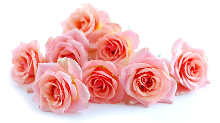 roses, Beautiful, Flowers, Flower, Bouquet HD Wallpaper Desktop Background