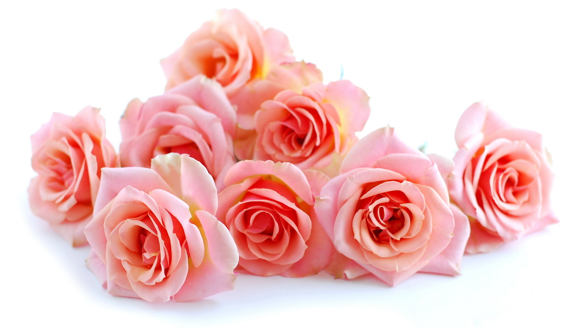 roses, Beautiful, Flowers, Flower, Bouquet Wallpaper