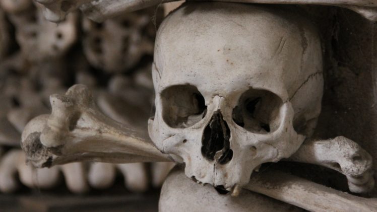skull, Bones HD Wallpaper Desktop Background
