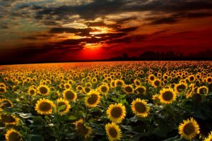 sunset, Field, Sunflowers, Landscape