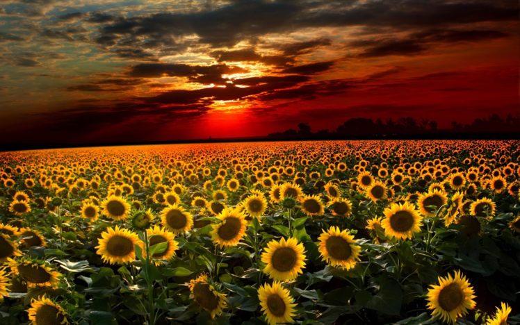 sunset, Field, Sunflowers, Landscape HD Wallpaper Desktop Background
